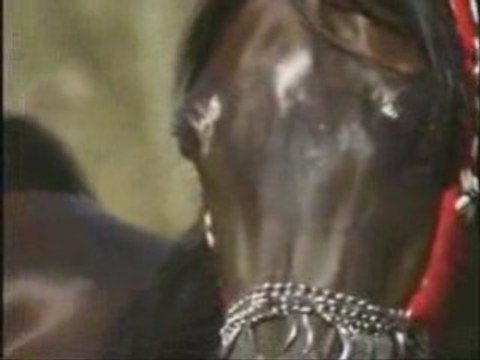 L'animal Pur Sang Arabe