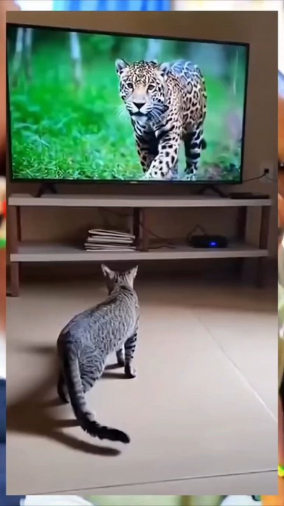 Funny 155 😂🐱