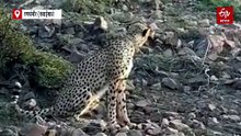 कूनो से रणथंभौर पहुंचे चीते को किया ट्रैंकुलाइज, मध्यप्रदेश रवाना