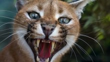 A Closer Look at the 10 Most Dangerous Cats in the World
