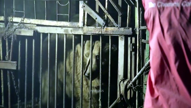 Rescatan en Armenia a osos pardos de duras condiciones de cautiverio