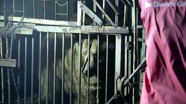 Arménia: resgatam ursos-pardos de cativeiro cruel