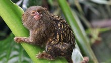 A closer look at 12 unique rainforest animals