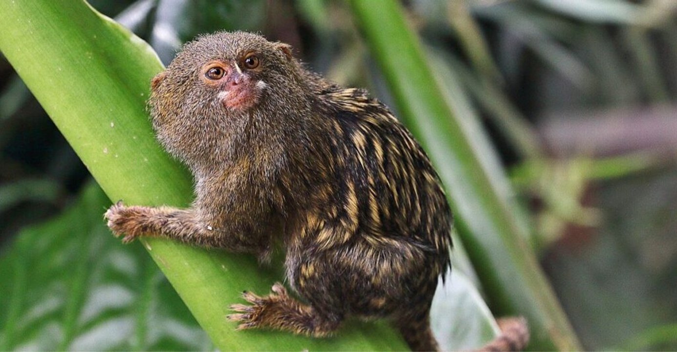 A closer look at 12 unique rainforest animals