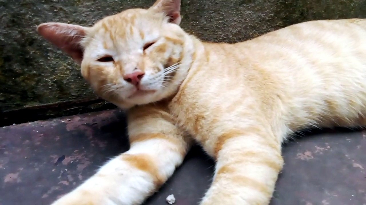 Adorable Cat Relaxing