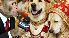 Kukur Bhai ki shadi funny comedy