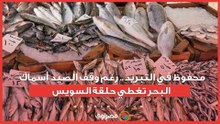 محفوظ في التبريد.. رغم وقف الصيد أسماك البحر تغطي حلقة السويس...