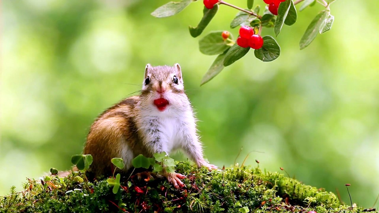 [#Podcast] Mi Ardilla - My Squirrel