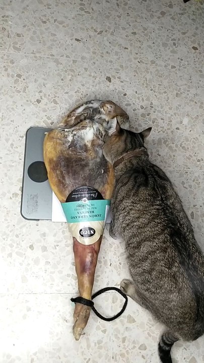 Jamón y gato