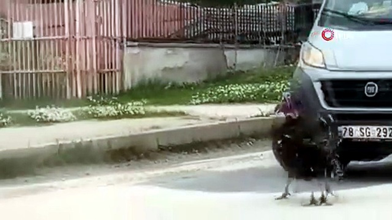 Yol ortasındaki hindi kavgası trafiği durdurdu