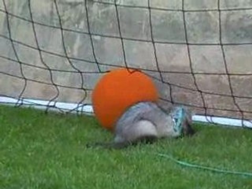 Bounty et son ballon