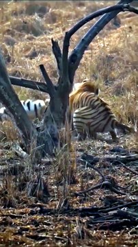 Intense Wild Bengal Tiger Fight and Roaring Standoff on Safari