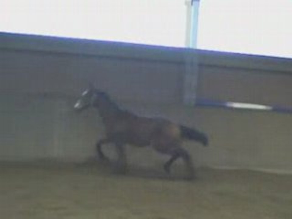 Royal_Blendt