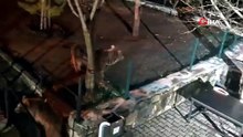 Tunceli'de yiyecek arayan ayı ailesi kamerada
