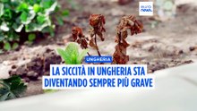 Ungheria, peggiora la siccità: pianure polverose, fiumi e laghi in secca