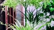 Simple Plant Care Tips for Healthy Indoor & Outdoor Plants