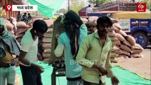 धार में MSP गेहूं खरीदी केंद्र पर किसानों की लंबी कतारें, तपती धूप में 5-6 दिन करना पड़ रहा इंतजार