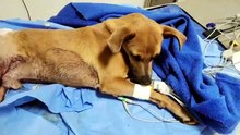 Cachorrinho "Piazinho" sofre atropelamento em Cascavel e precisa de ajuda para pagar cirurgia