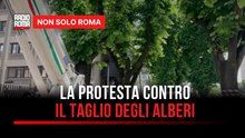 "Roma sfregiata con una furia ideologica": Pro Italia lancia la protesta contro i tagli degli alberi