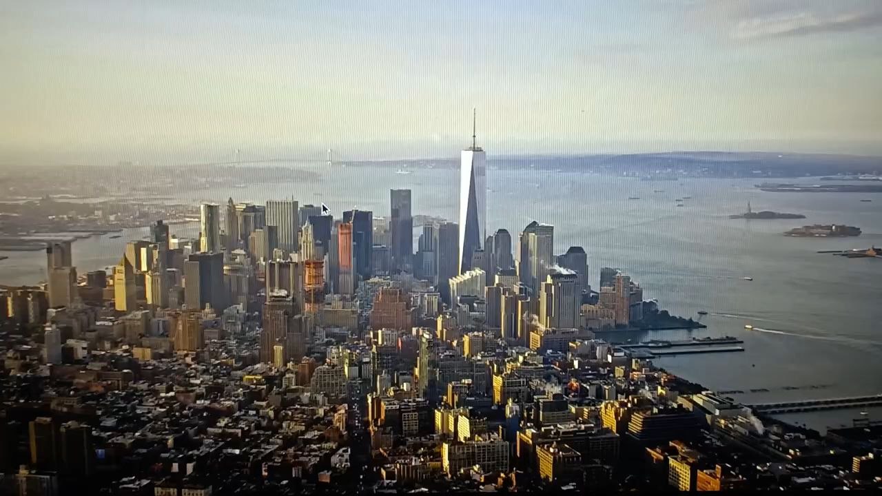 Des bébés requins blancs à New York