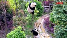 Cina, cuccioli di panda acrobati: arrampicate e acrobazie sui rami