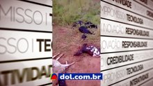 Uma série de mortes misteriosas de ovelhas avança em Alagoas; o caso mais recente deixa 12 animais mortos.