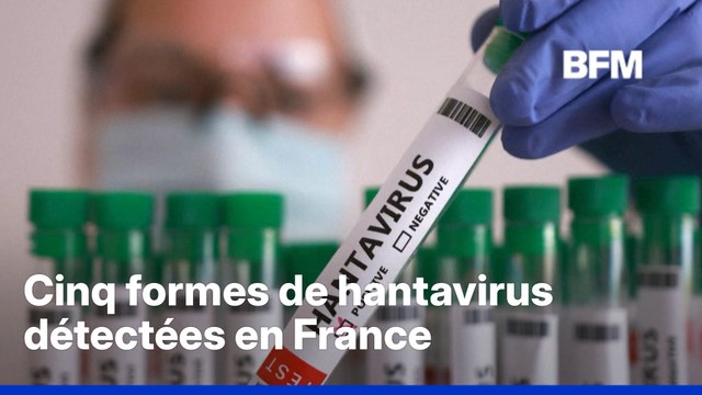 Jura, Aveyron ou encore Bas-Rhin... Ces foyers de hantavirus détectés en France depuis les années 1980