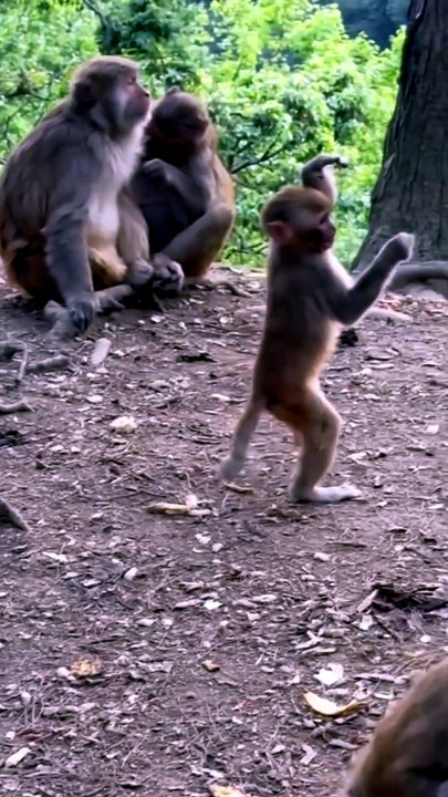 So You Think You Can Dance: Monkey Edition