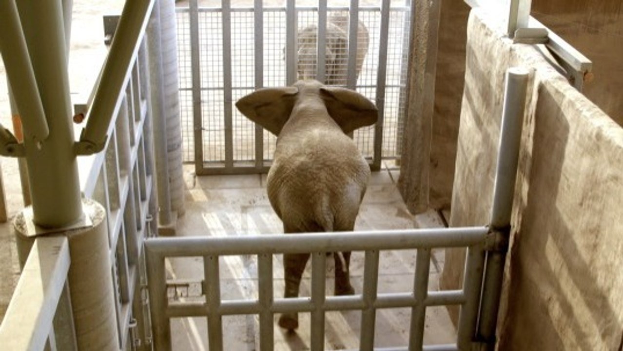 Meet the Gentle Giants: How Zoos Welcome New El...