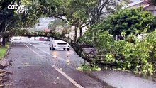 Galho de árvore cai e bloqueia trânsito em Cascavel