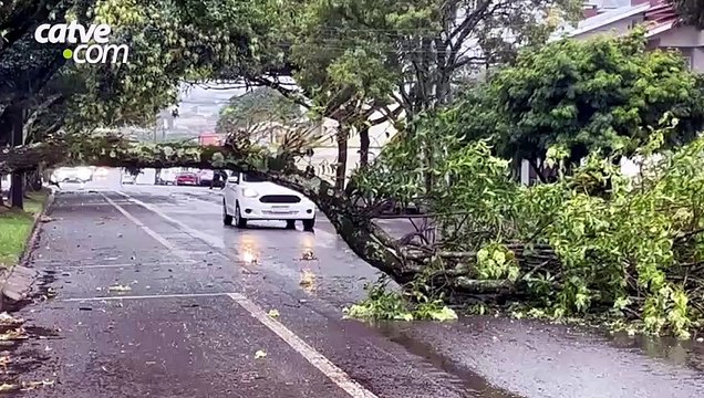 Galho de árvore cai e bloqueia trânsito em Cascavel