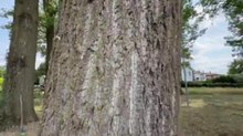 Raid a Monigo, è caccia ai responsabili Tre grandi alberi straziati a colpi di motosega «Un atto gravissimo, costretti ad abbatterli»