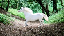 Dragones, unicornios y vampiros, ¿qué base real tienen estas criaturas fantásticas?