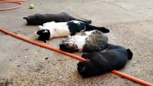 Após morte de 9 animais envenenados na Região de Cascavel, deputado Matheus Laiola cobra "punição exemplar"