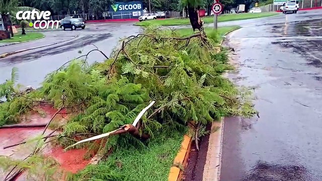 Temporal derruba árvores, interdita ruas e causa danos na rede elétrica em Toledo