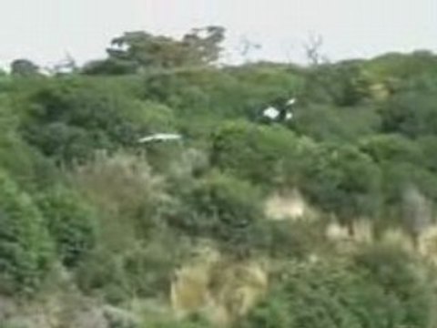 manchots de magellan 6 Argentine 16