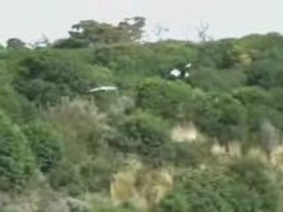 manchots de magellan 6 Argentine 16