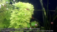 Limnophila Sessiliflora