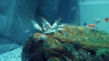 Guppies eating algae wafer