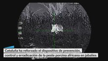 Cataluña toma medidas ante la peste porcina