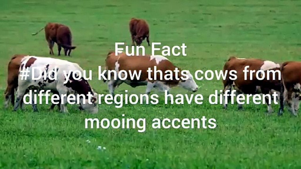 cattle fun facts#2