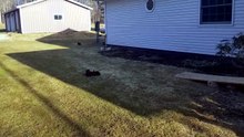 Everything the light touches may be Mufasa's kingdom, but the shadow domain belongs to void floofs. | #SparklegleamFarm #Bunny #farm #rabbit #farmanimals #cute