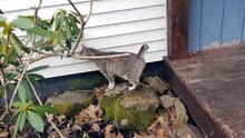 Guardian Cory's on the prowl for invaders. | #SparklegleamFarm #Cory #homestead #cats #catlife #cute