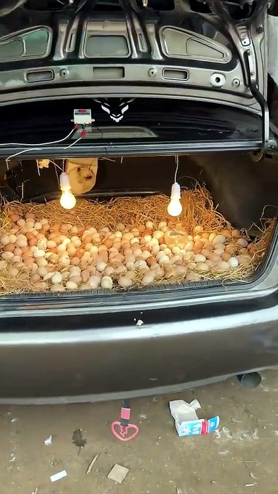 Car incubator