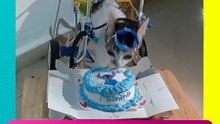 Michi en silla de ruedas celebra su cumpleaños y conmueve al internet