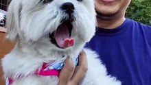 🔴 SATURDAY MORNING WORKOUT WITH PICKLES #shihtzu
