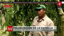 Vainilla de Papantla: El rescate de la orquídea nativa de México | Milenio Hábitat