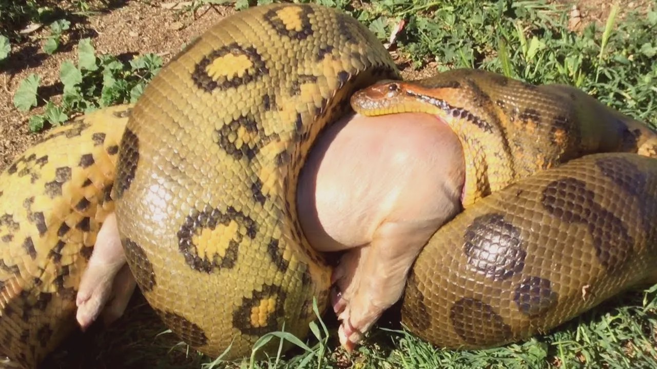 Anaconda verde gigante: el depredador más temido del Amazonas
