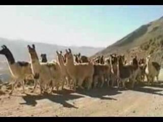 Las Ocho Regiones Naturales del Peru