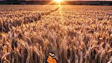 Golden Whispers: Wind Rushing Through a Wheat Field